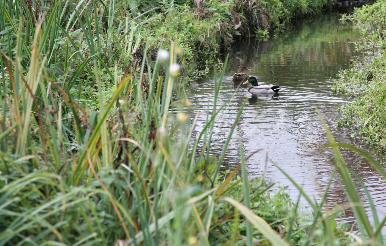Ducks swimming in a river.