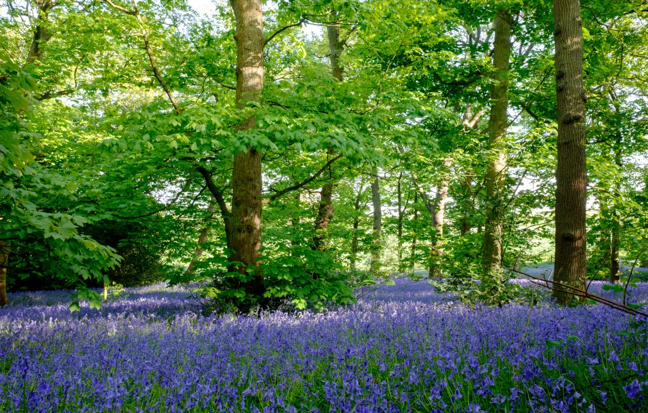 Carpet of bluebells at Lickey Hills Country Park in Birmingham.
